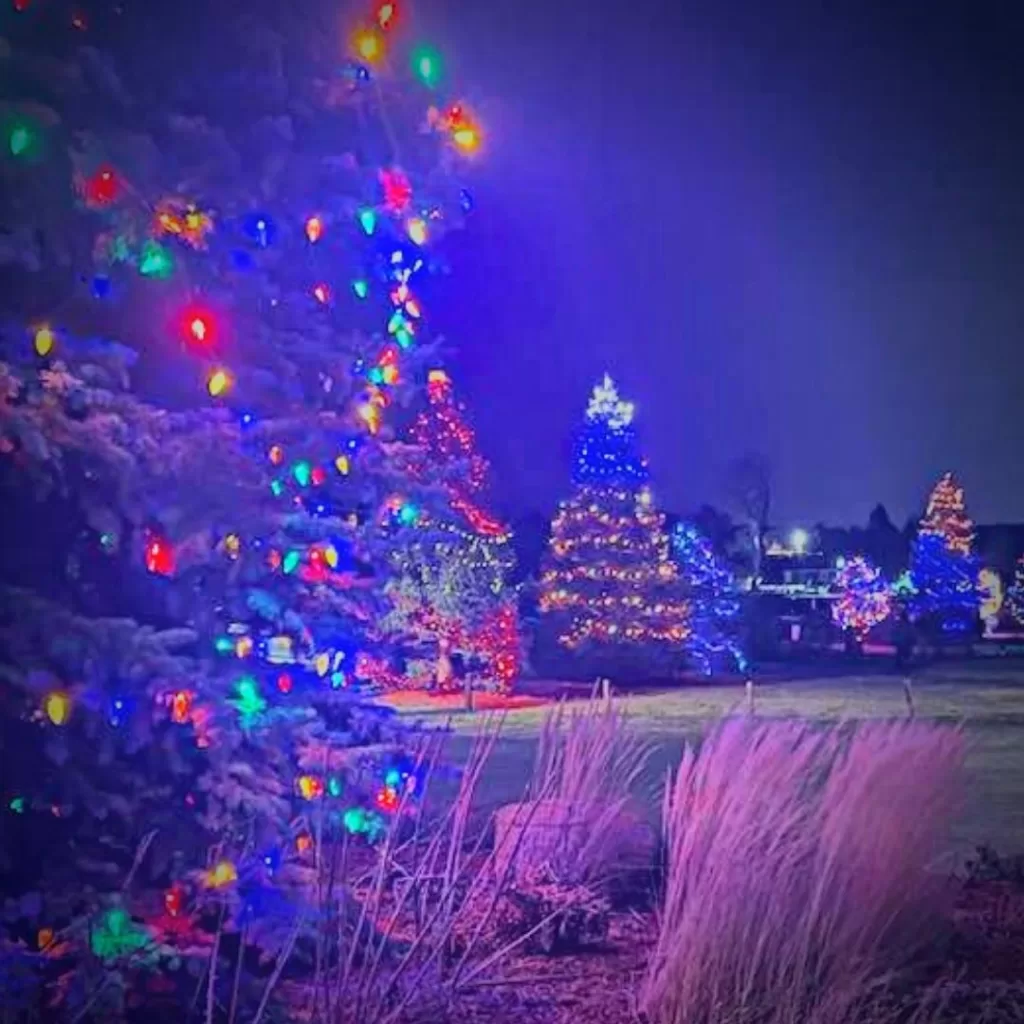 Picture that has multiple Christmas trees lit up with colorful lights